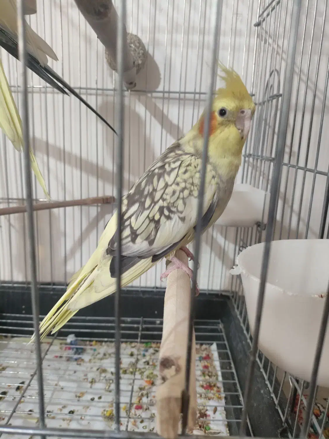 عروس هلندی نر|پرنده|نسیمشهر, |دیوار