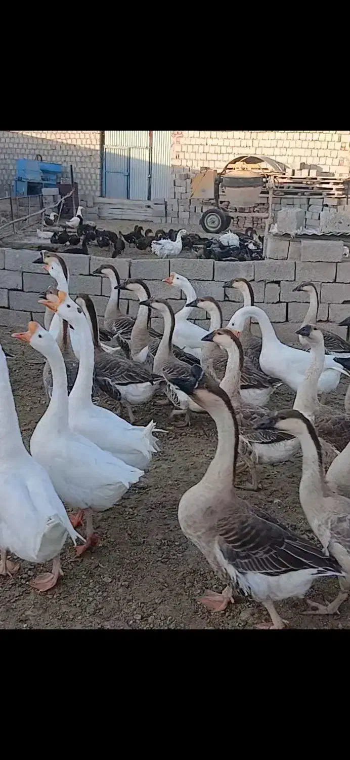 فروشی|پرنده|محمدبار, |دیوار