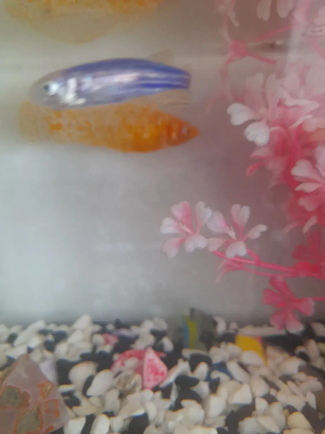 قبول واگذاری ماهی رایگان|ماهی|قم, منبع آب|دیوار