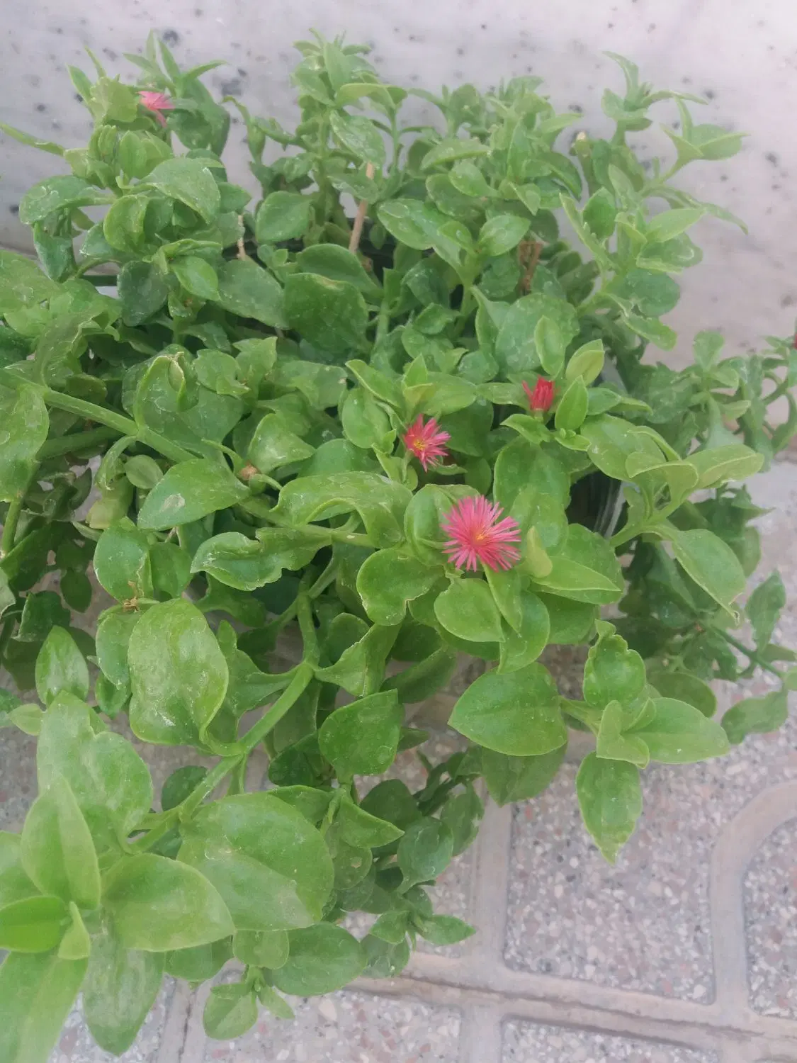 گل یخی|گل و گیاه طبیعی|قوچان, |دیوار