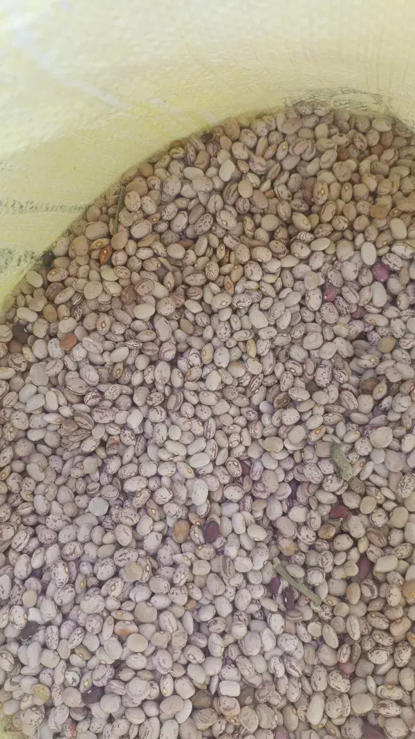 لوبیا چیتی|خوردنی و آشامیدنی|زاغه, |دیوار