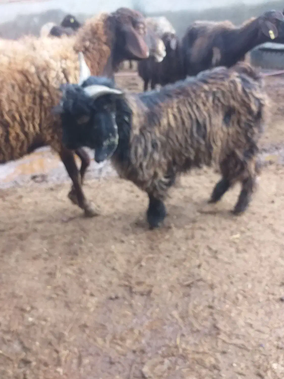 بزغاله|حیوانات مزرعه|بناب, |دیوار