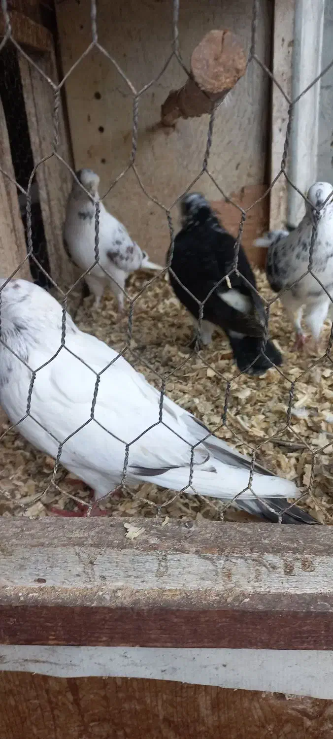 کبوتر کفتر پرشی و زینتی|پرنده|رویان, |دیوار