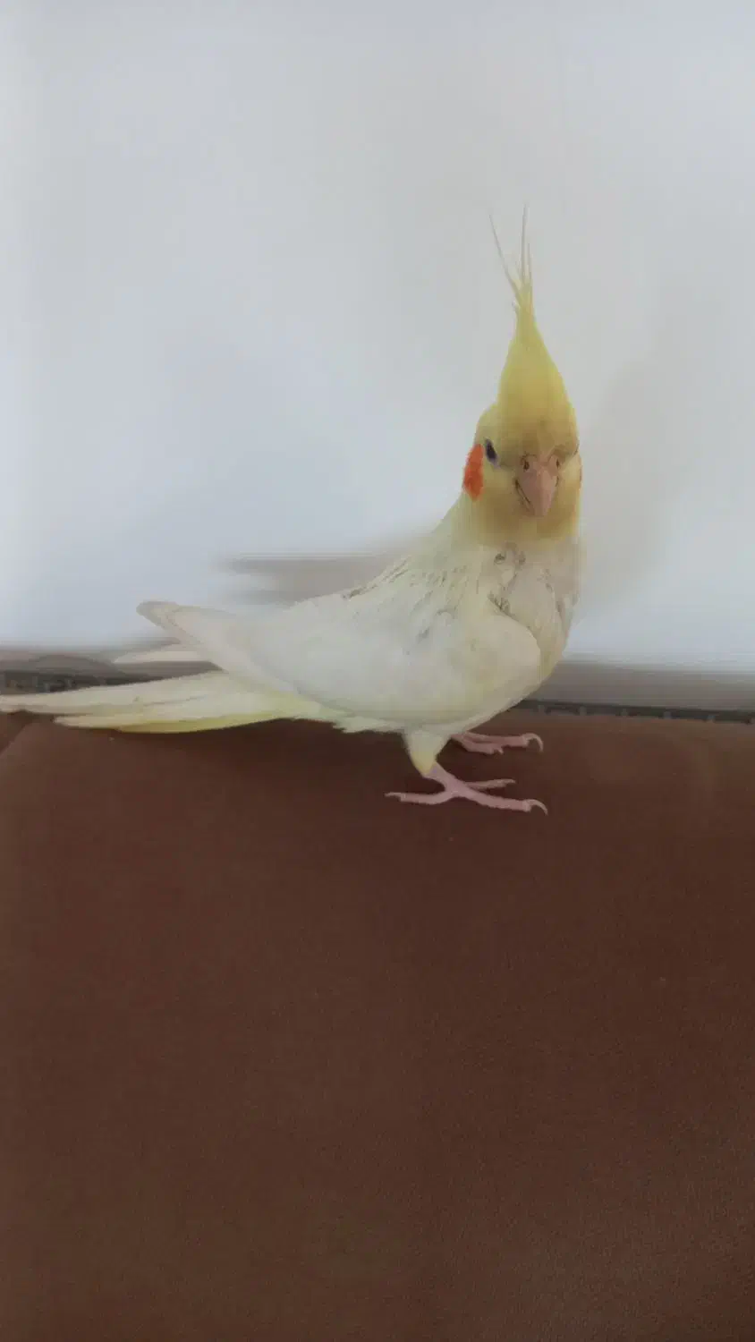 عروس  هلندی|پرنده|نرماشیر, |دیوار