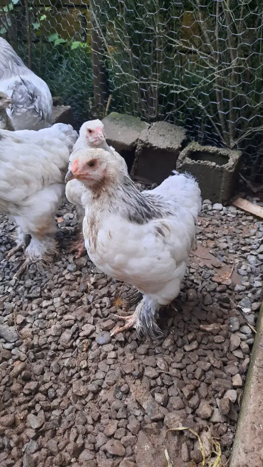 برهما|حیوانات مزرعه|تهران, هلال احمر|دیوار