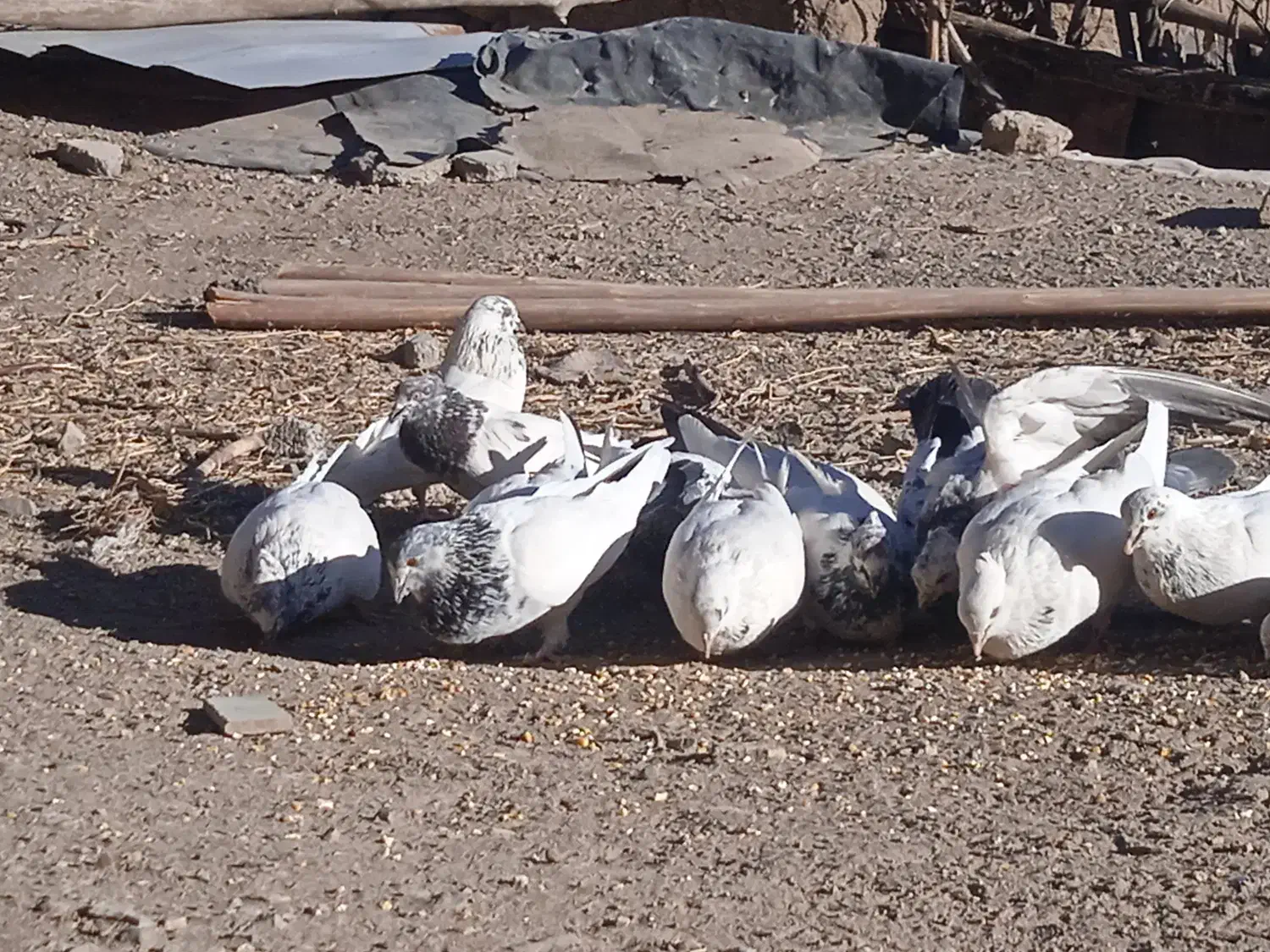 سلام تعدادی کبوتر|پرنده|بافت, |دیوار