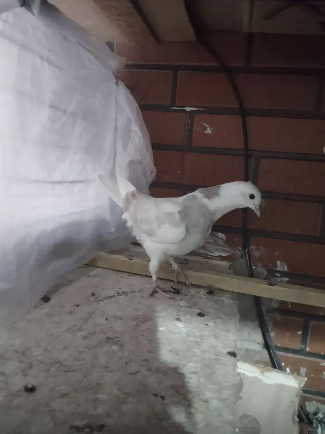 ابلغ|پرنده|پردیس, فاز ۸|دیوار