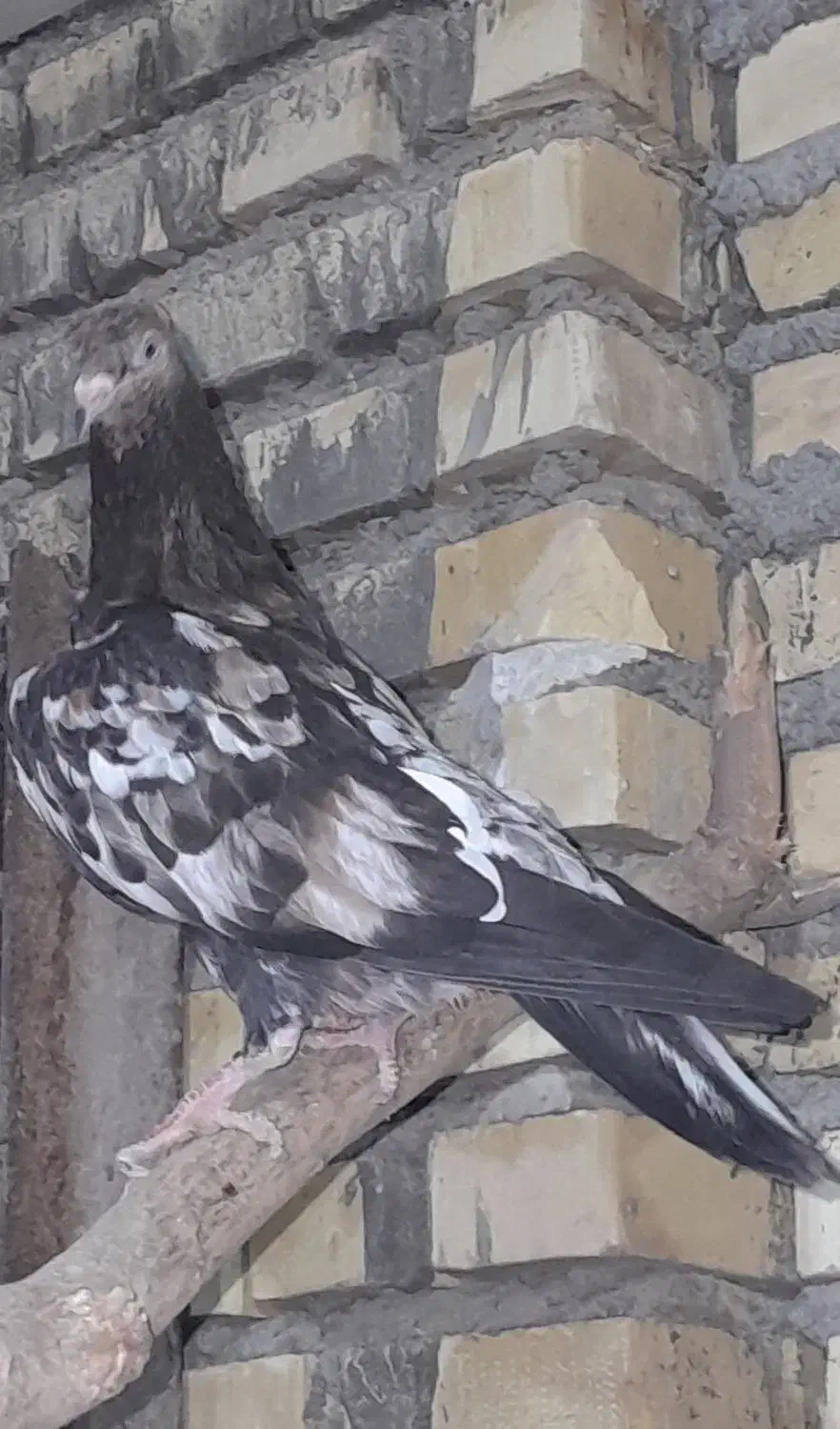 کله ای برنجی|پرنده|خرمشهر, |دیوار