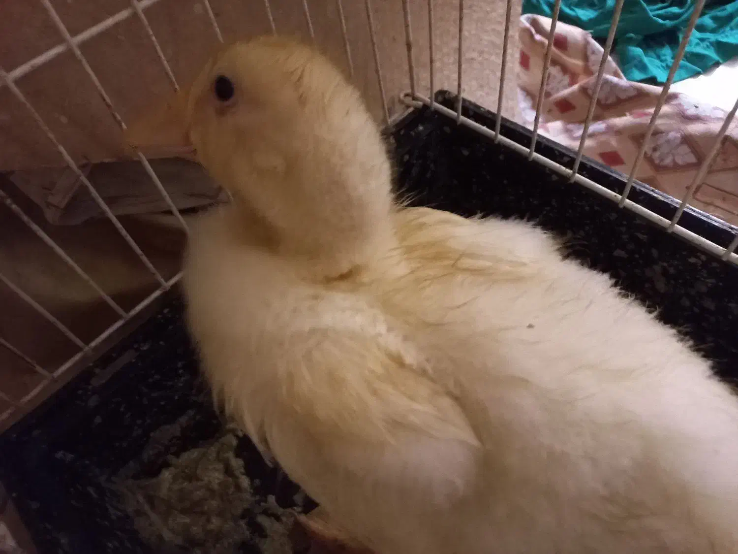 اردک|حیوانات مزرعه|تهران, شیوا|دیوار