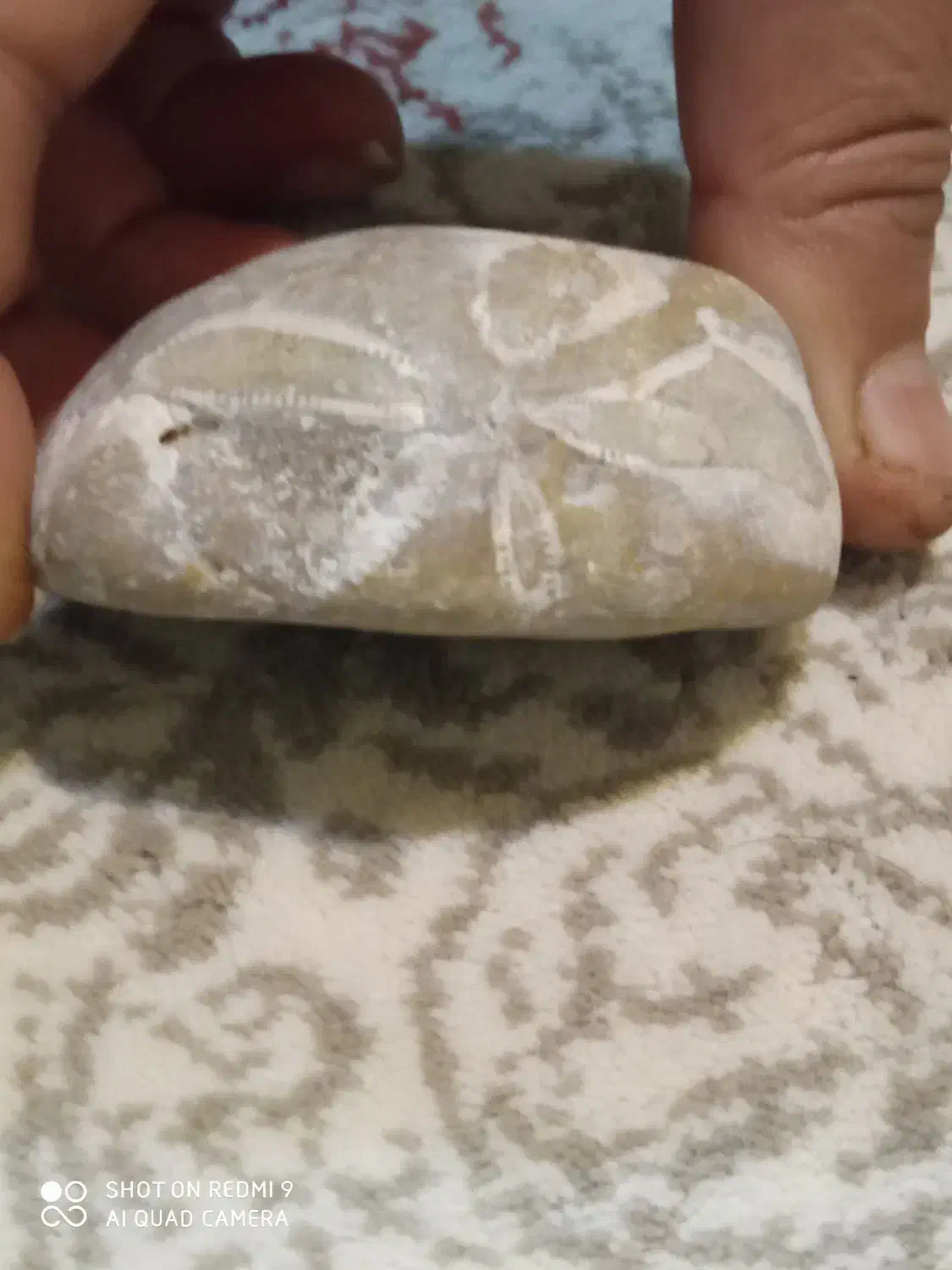 فسیل|کلکسیون اشیاء عتیقه|همدان, |دیوار