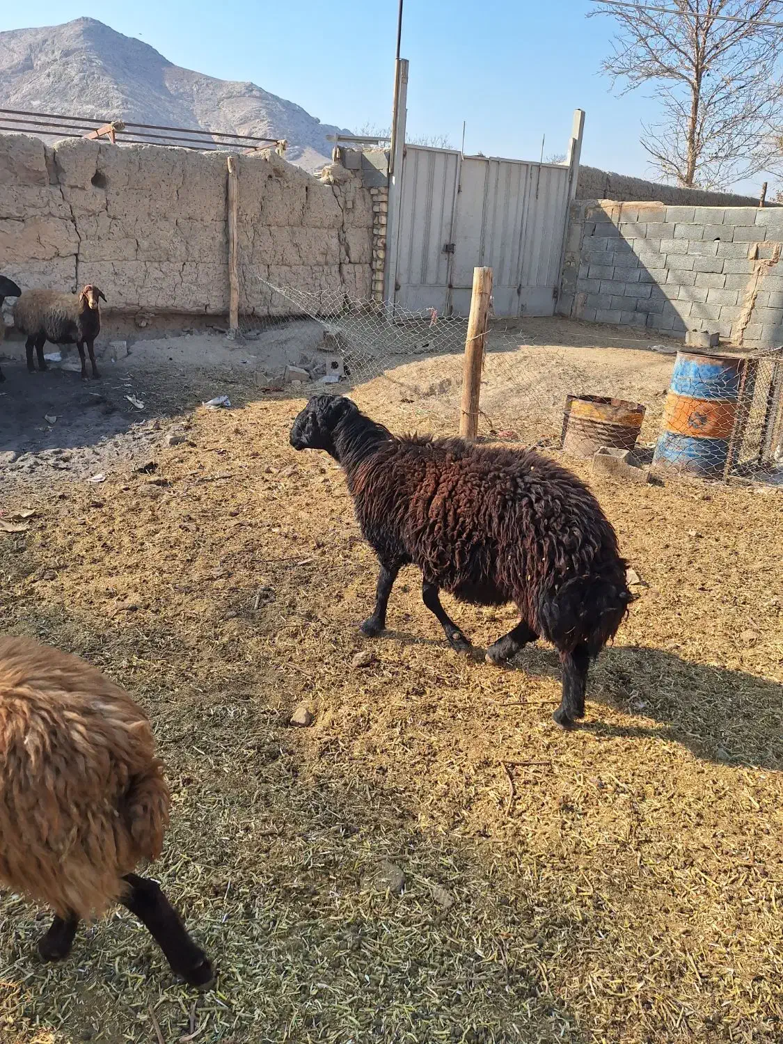 دوعدد قوچ افشاری درجه یک فروشی|حیوانات مزرعه|اصفهان, بوستان ناژوان|دیوار