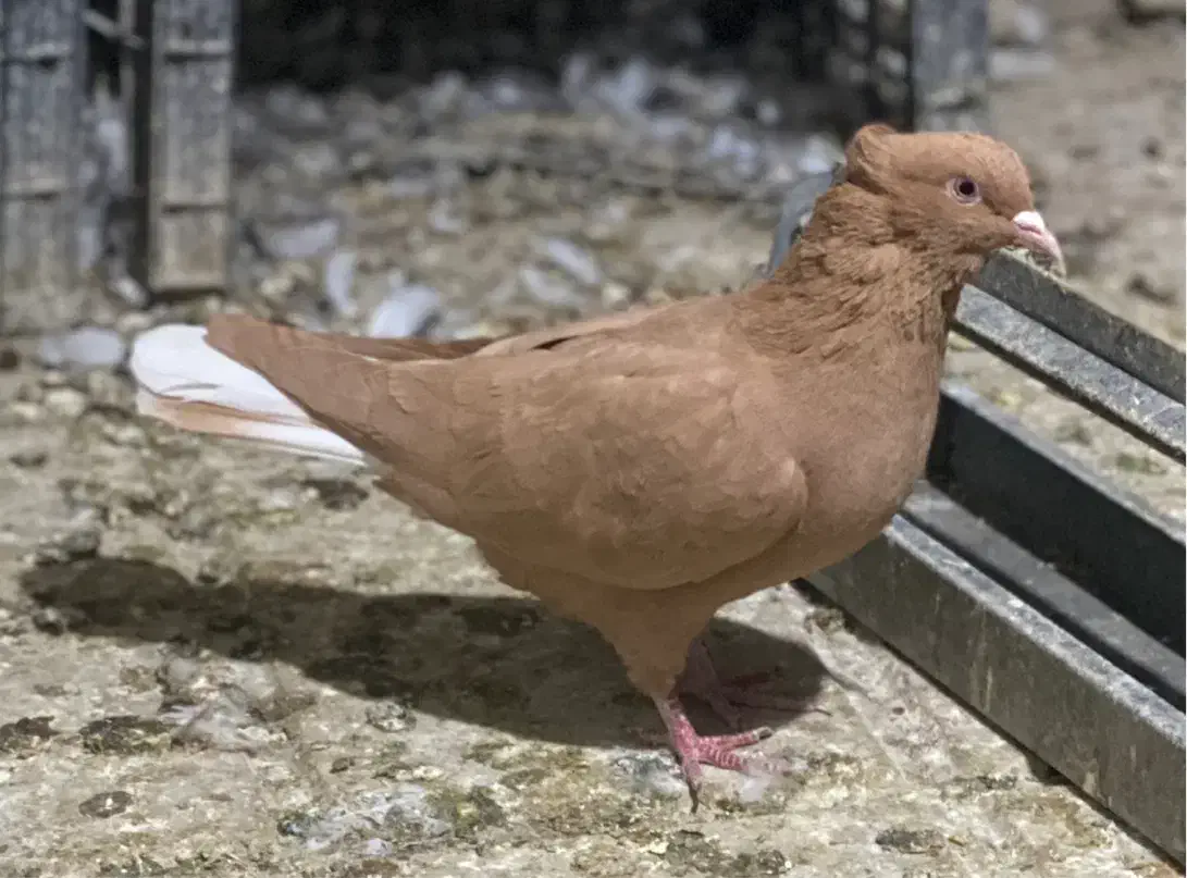 کبوتر دم سفید|پرنده|کرج, گوهردشت|دیوار