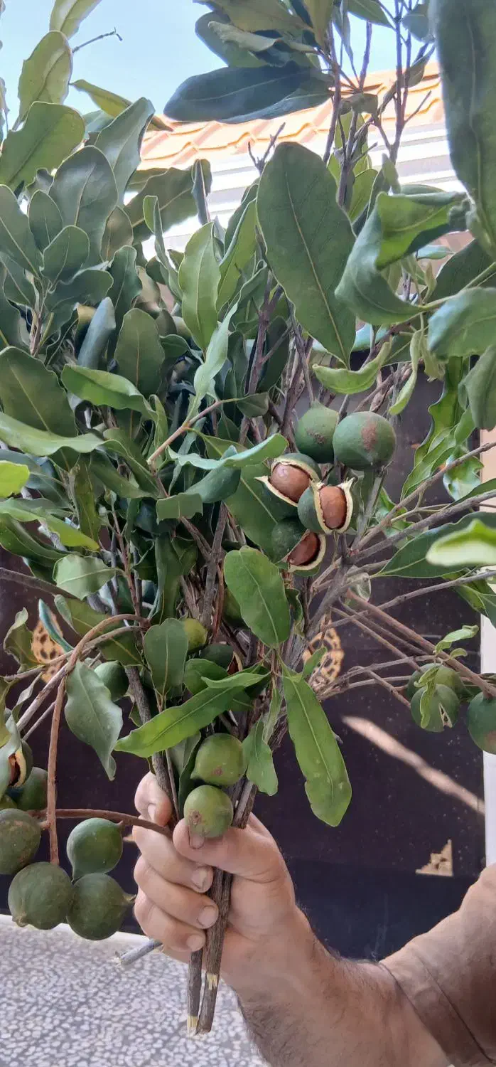 فروش محصول در مازنداران فریدونکنار قیمت توافقی|خوردنی و آشامیدنی|فریدونکنار, |دیوار