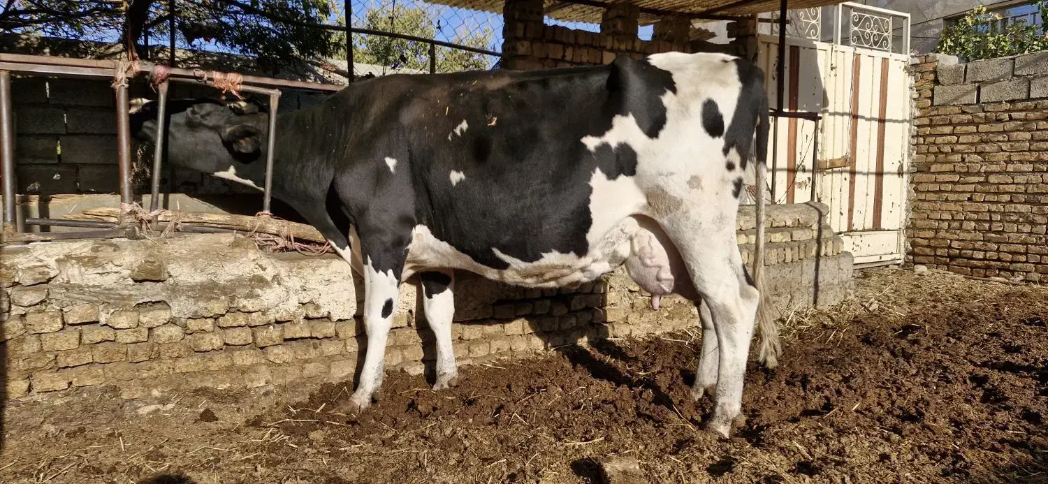 گاو شیری با گوساله|حیوانات مزرعه|تربتحیدریه, پائین ولایت|دیوار