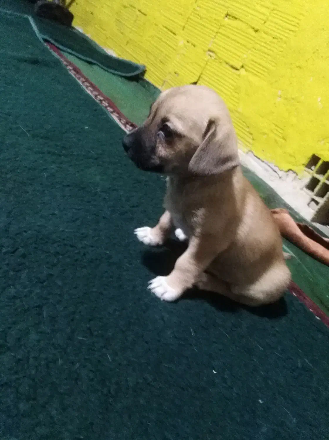 سگ کچلو قیمت 1700 بخدا قسم پایین تر قیمت زدم|سگ|بم, |دیوار