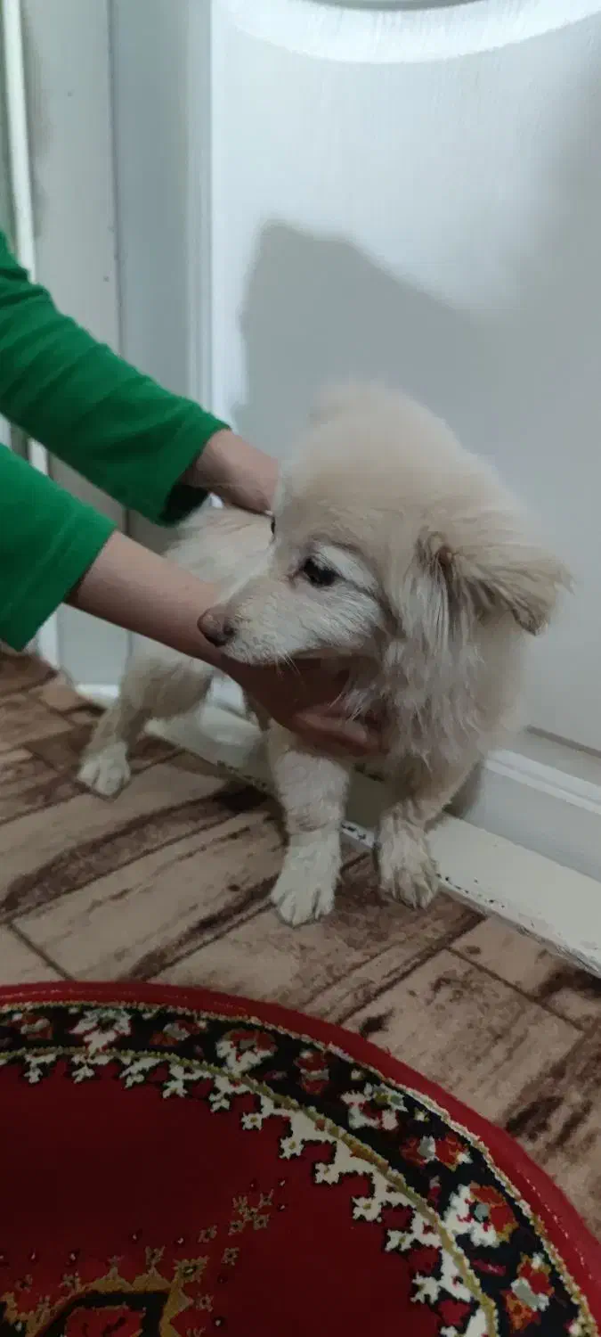 سگ یافت شده|حیوانات|تبریز, |دیوار