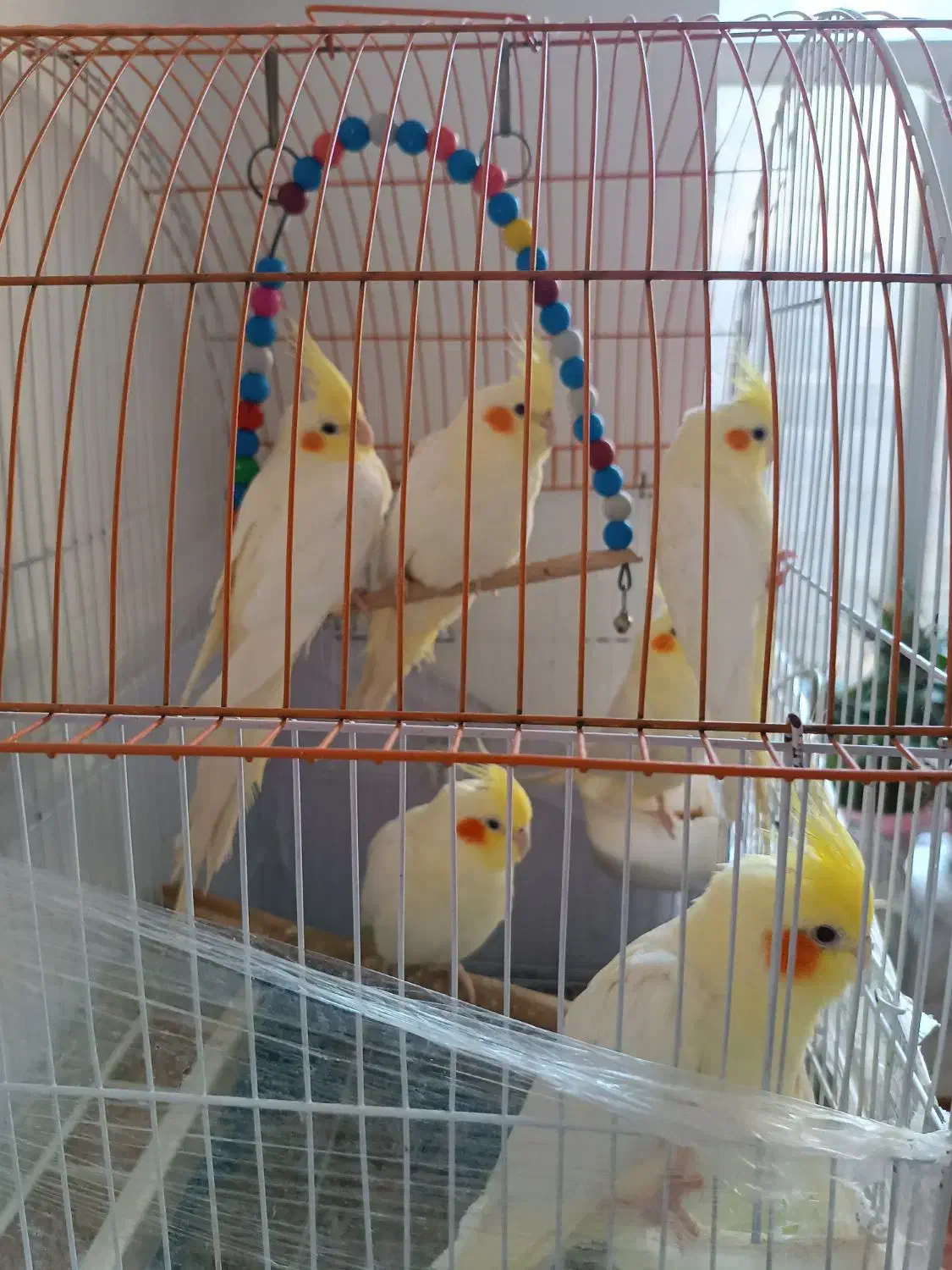 عروس هلندی|پرنده|مبارکه, |دیوار