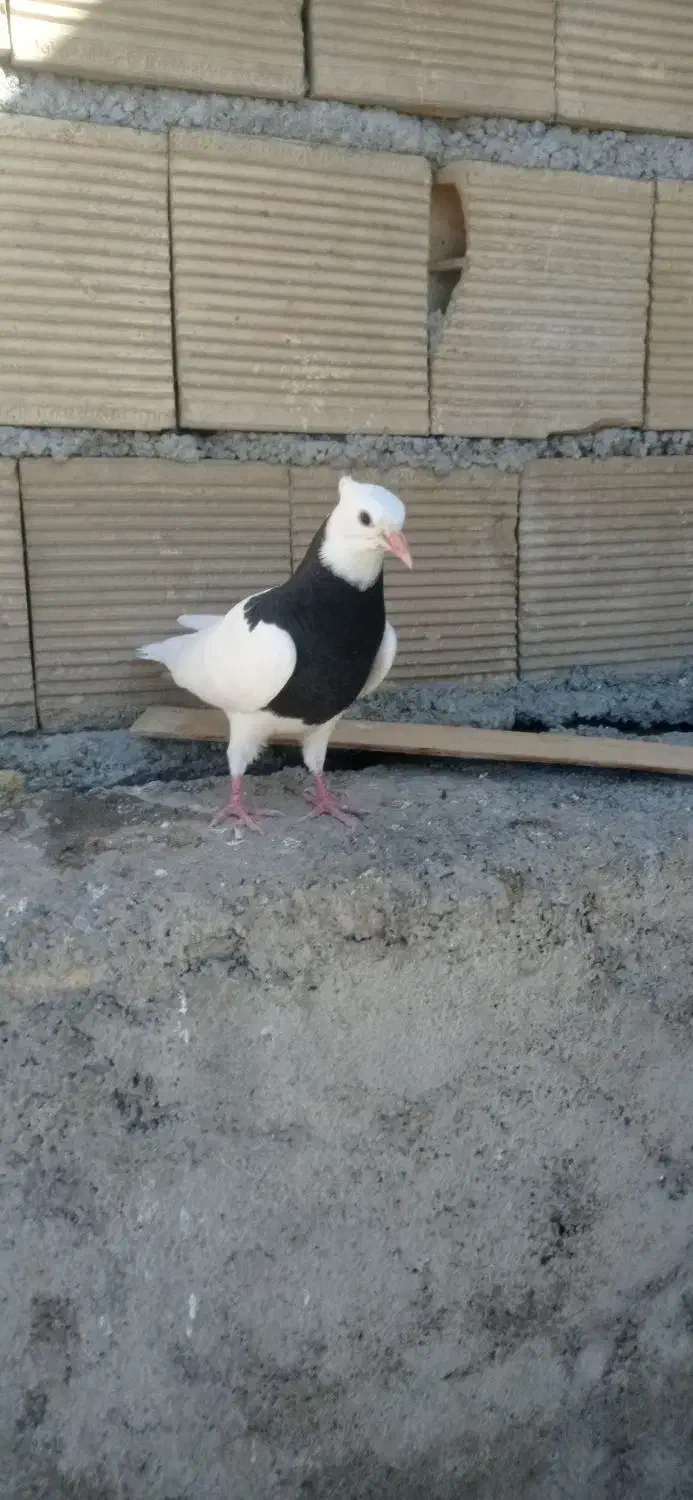 جوجه تازه دونخور شده نر هست خفت خفت عتیقه|پرنده|ایذه, |دیوار