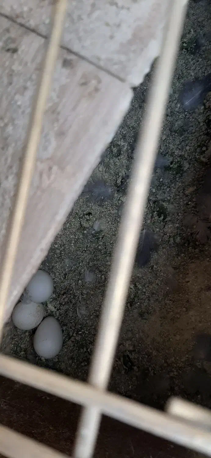 عروس هلندی جفت|پرنده|ری, ظهیرآباد|دیوار