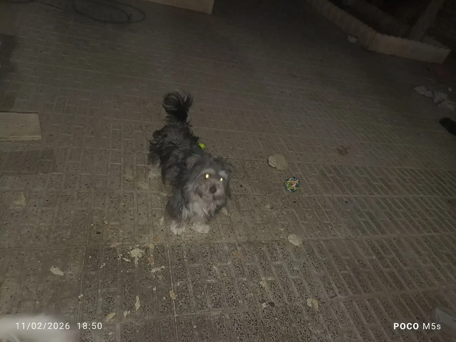 سگ پا کوتاه|سگ|اصفهان, عاشق‌آباد|دیوار