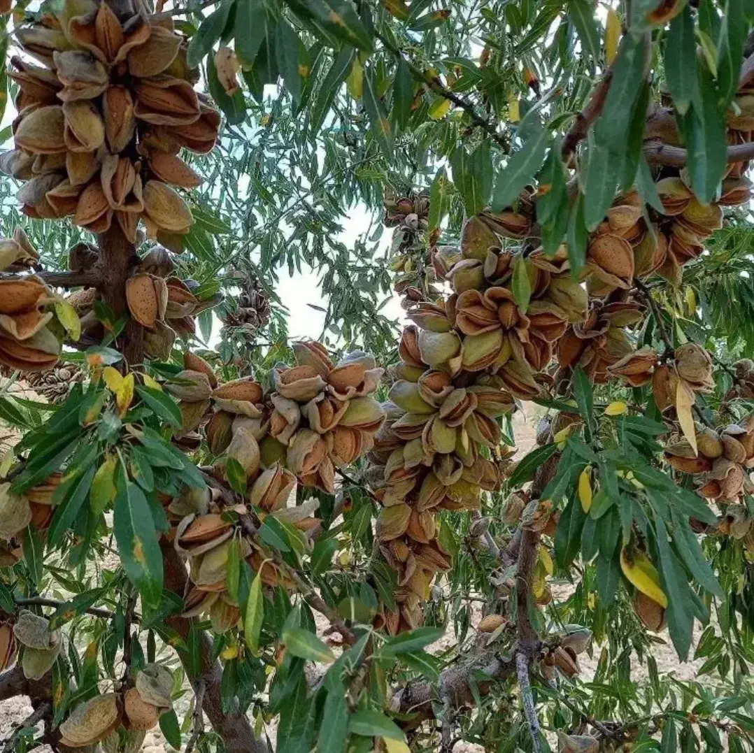 تولیدانواع نهال لیبل داردرنهالستان غرب نهال|خدمات باغبانی و درختکاری|سمنان, |دیوار