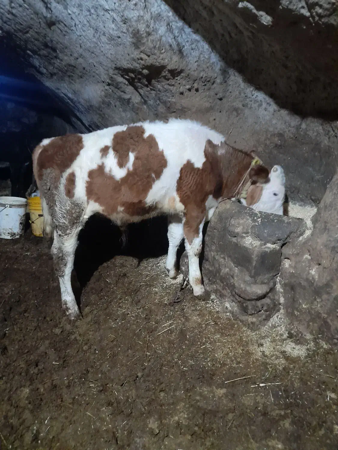 گوساله سیمنتال|حیوانات مزرعه|هشترود, |دیوار