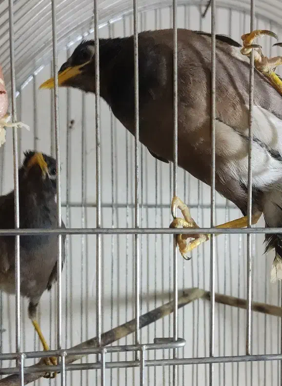 یک جفت مرغ مینا جوان نر و ماده دونسته.|پرنده|شاهینشهر, فیض|دیوار