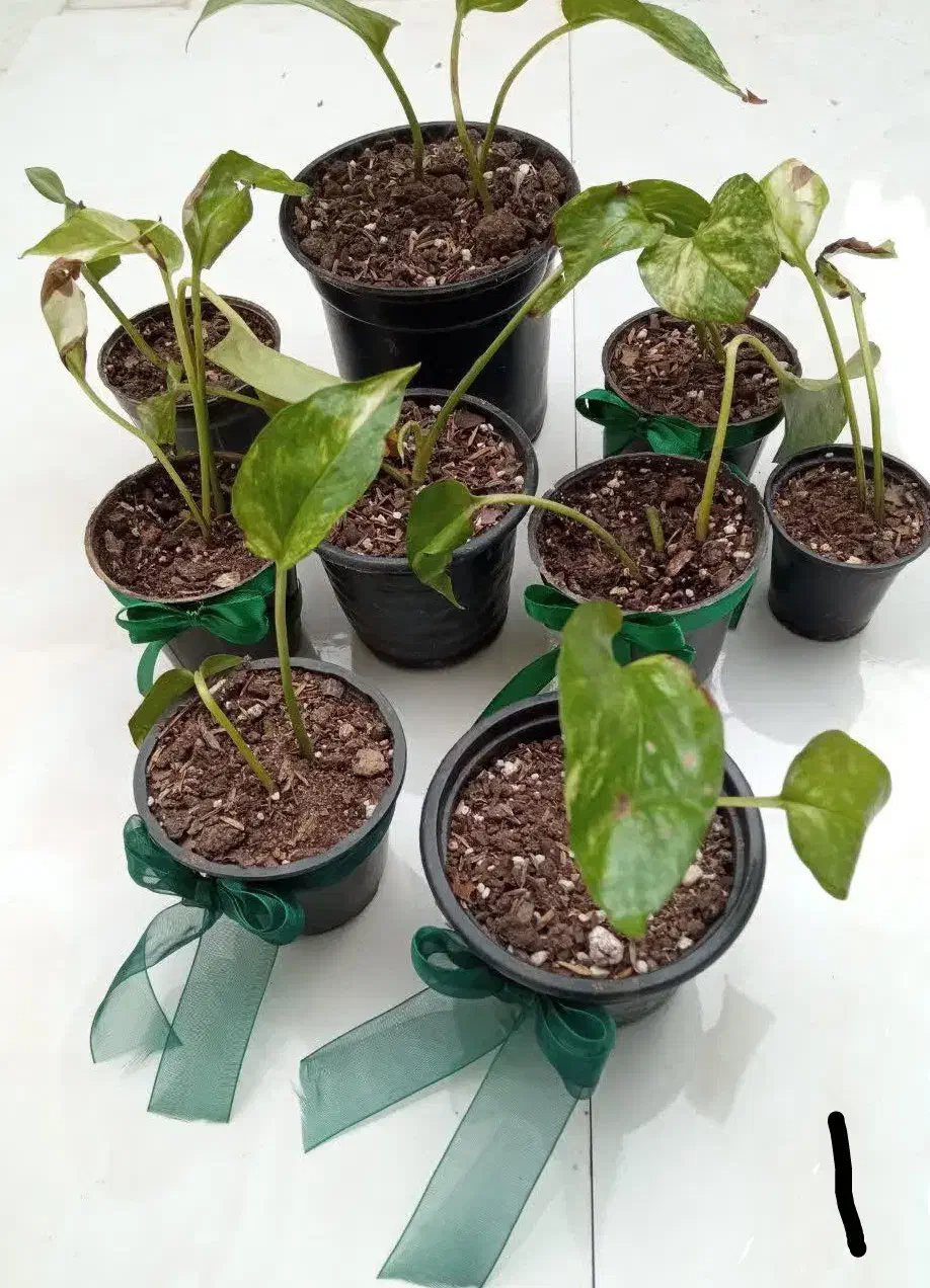 انواع گل بمناسبت روز مادر|گل و گیاه طبیعی|میبد, |دیوار