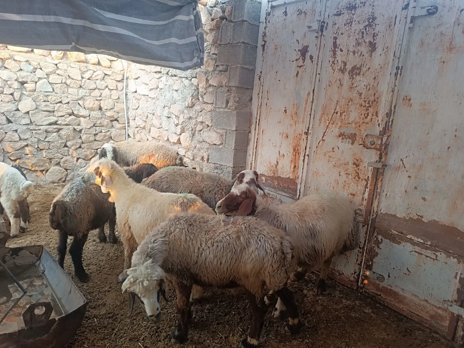 حیوان|حیوانات مزرعه|سوق, |دیوار