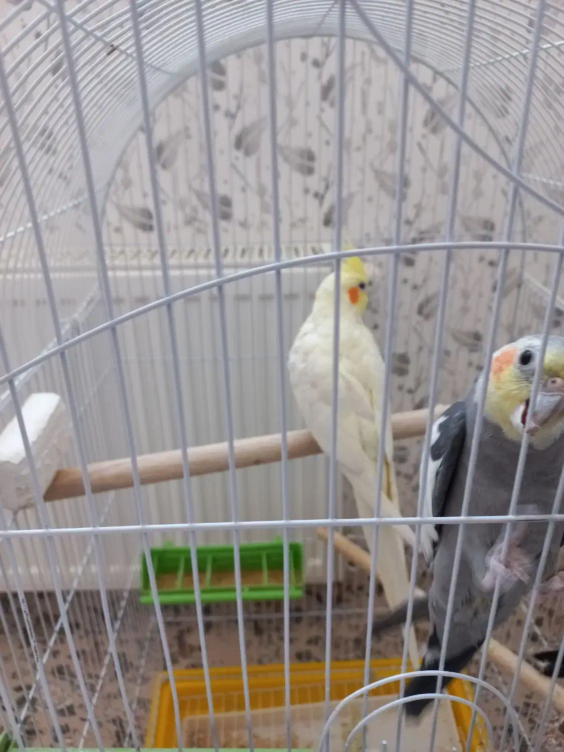 یه جفت عروس هلندی|پرنده|بروجن, |دیوار