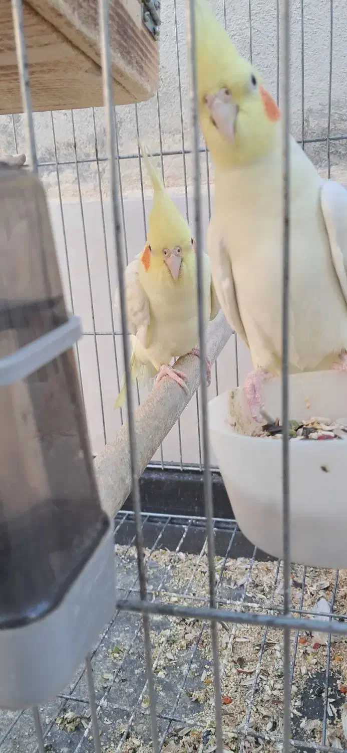 عرویهلندیمولد|پرنده|سرپل ذهاب, |دیوار