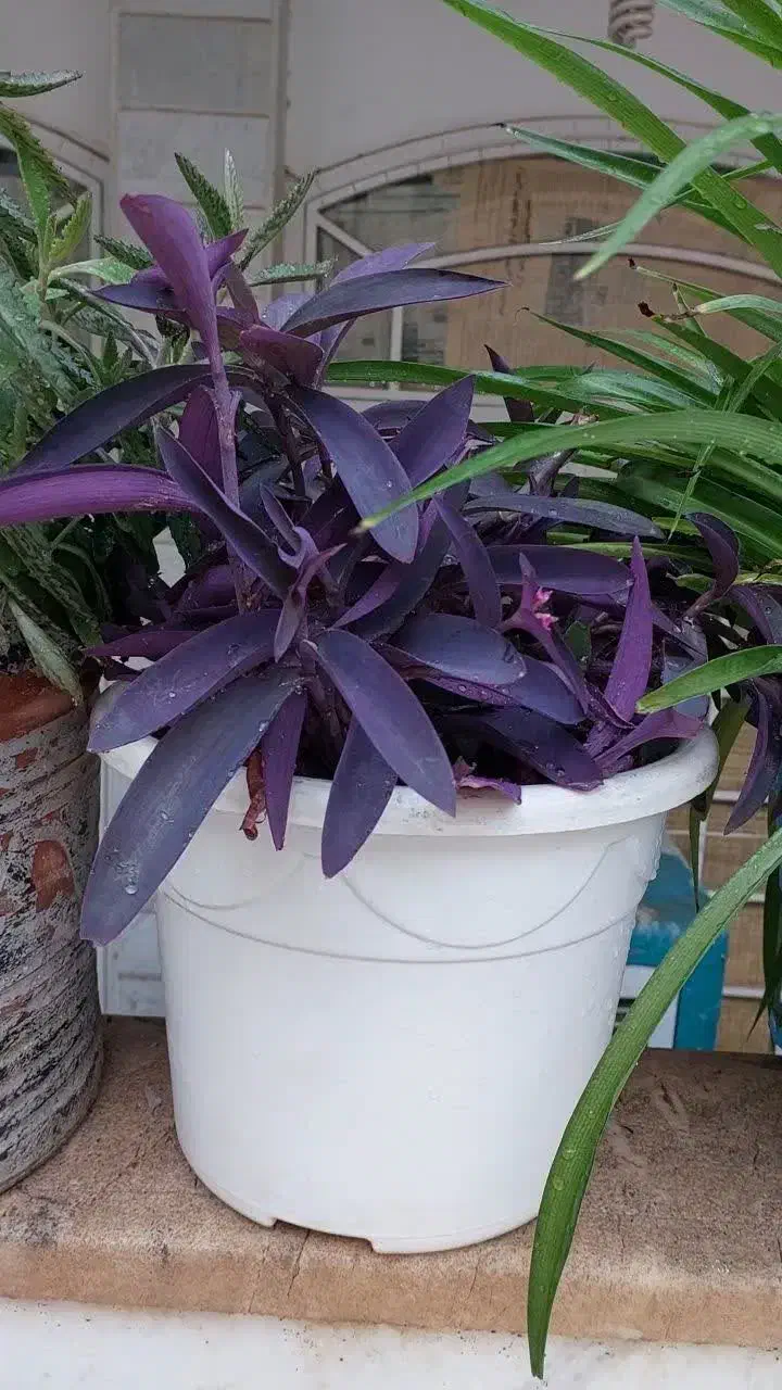 گل طبیعی اشک تمساح و گل گندمی|گل و گیاه طبیعی|قم, شاه ابراهیم|دیوار