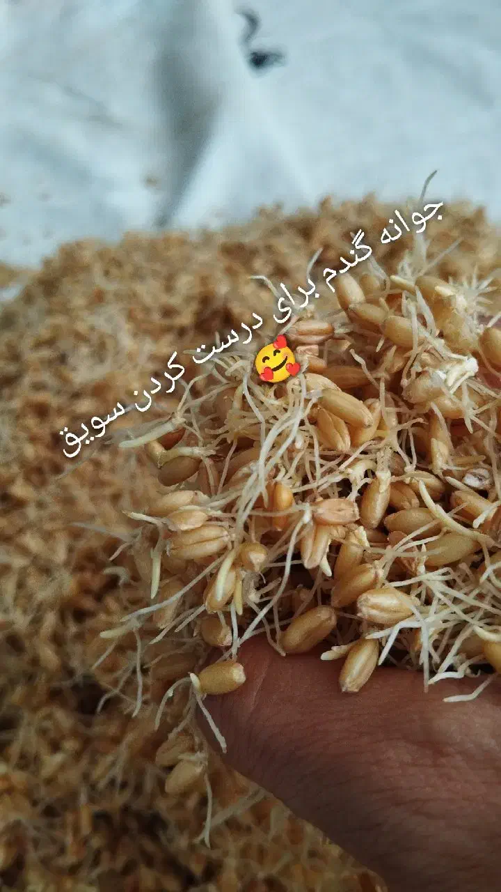 سویق چاقی تضمینی و گیاهی|خوردنی و آشامیدنی|بم, |دیوار