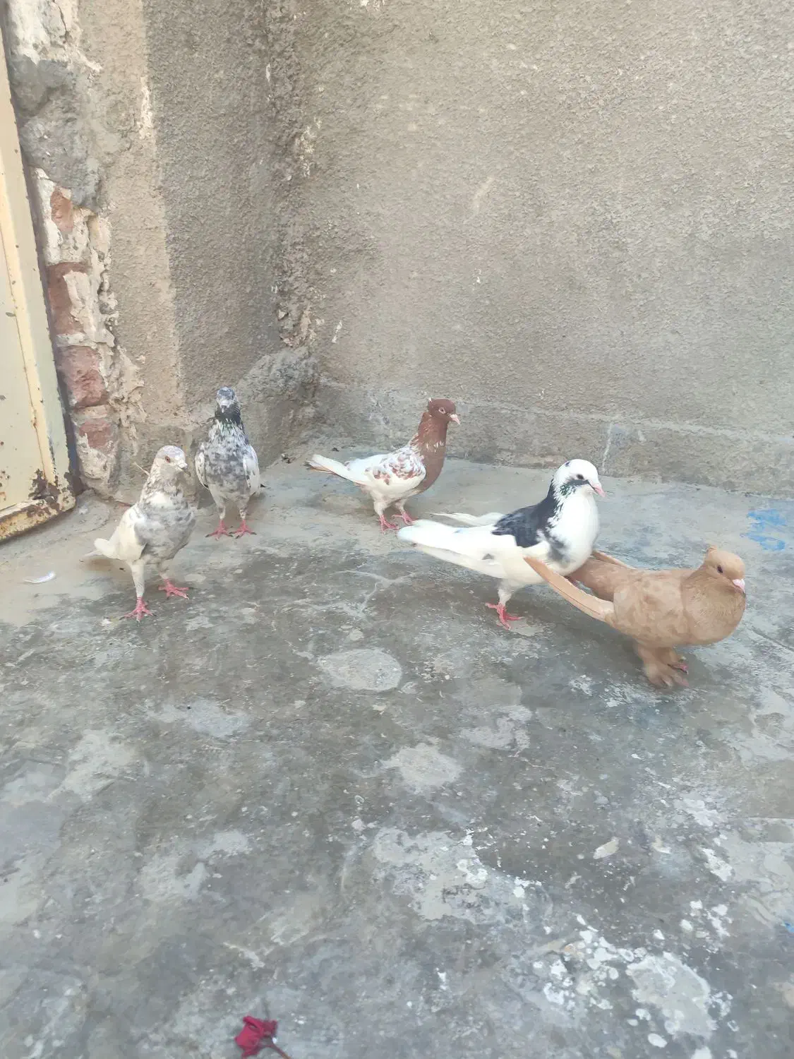 پرنده|پرنده|کنارک, |دیوار