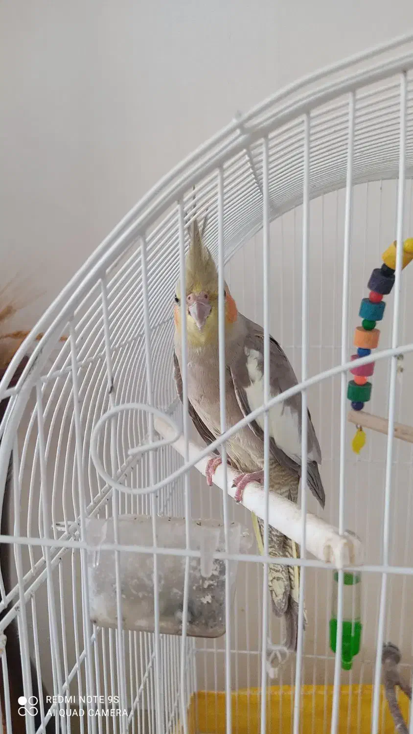 دو عدد پرنده عروس هلندی|پرنده|رشت, کوی مهر|دیوار