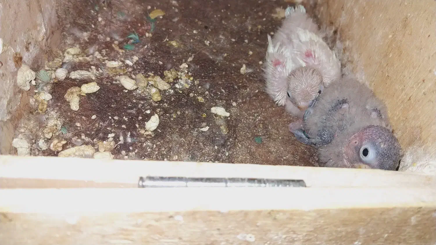 فروش بچه کوتوله برزیلی|پرنده|تیران, |دیوار