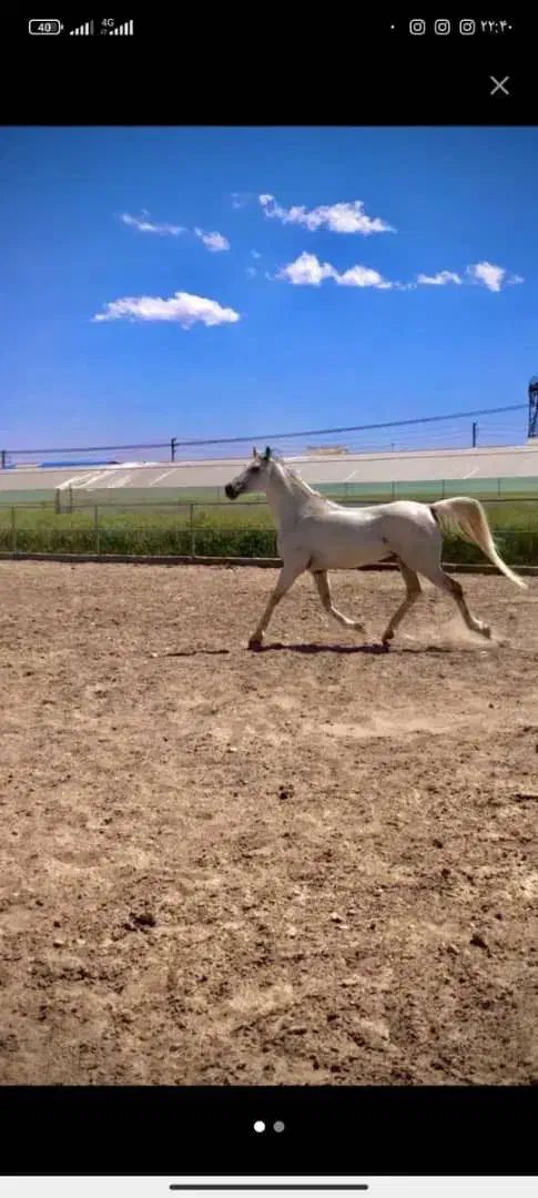 اسب نریون عرب|اسب و تجهیزات اسبسواری|دماوند, دماوند|دیوار