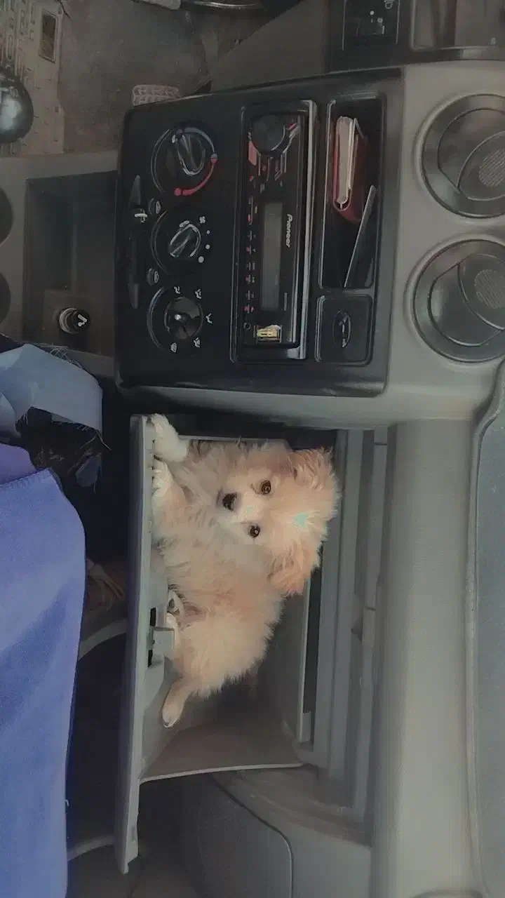 واگذاری پامر|سگ|شیراز, زرهی|دیوار