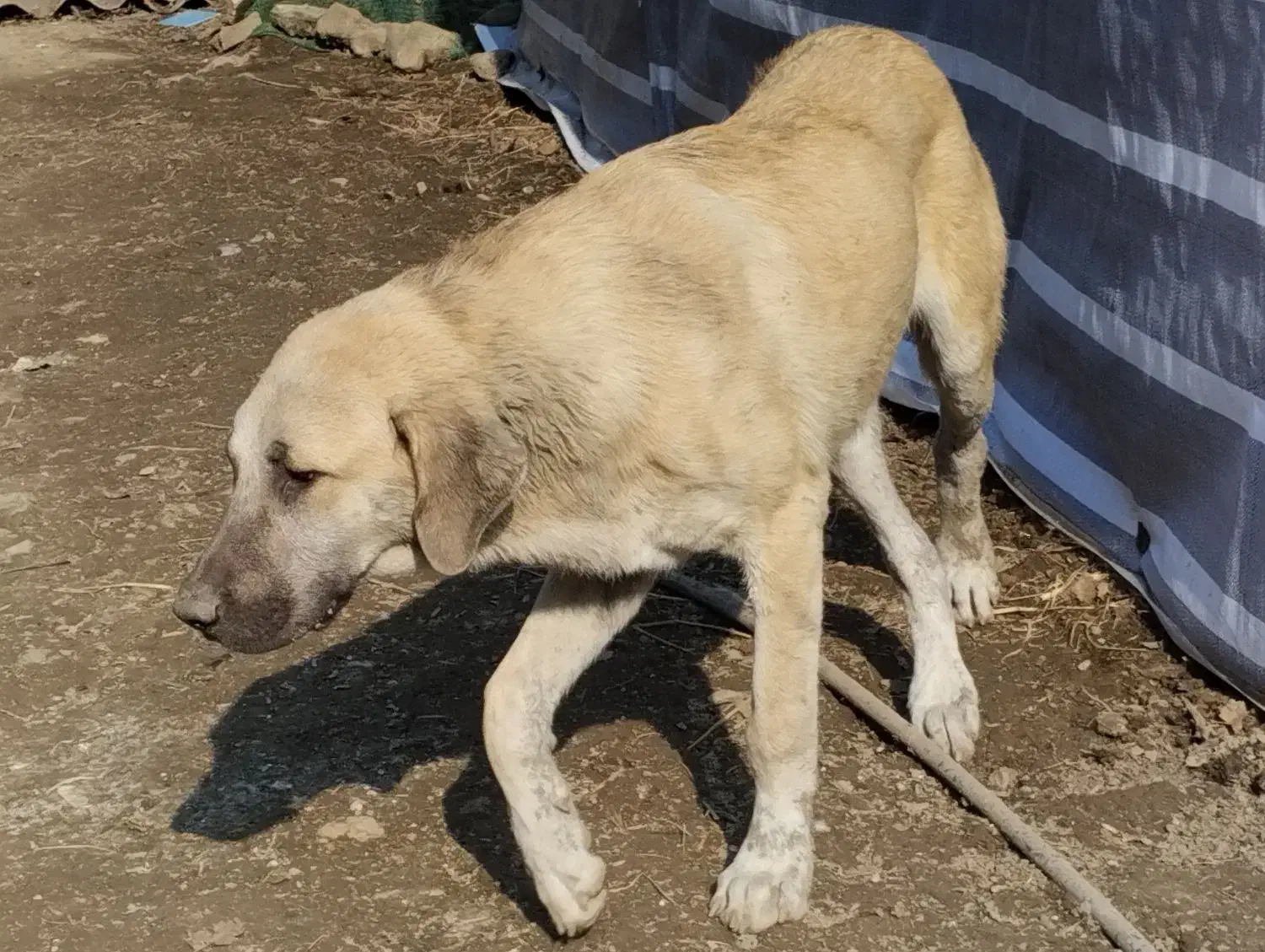 واگذاری سگ سرابی مخصوص گله|سگ|رضوانشهر, |دیوار