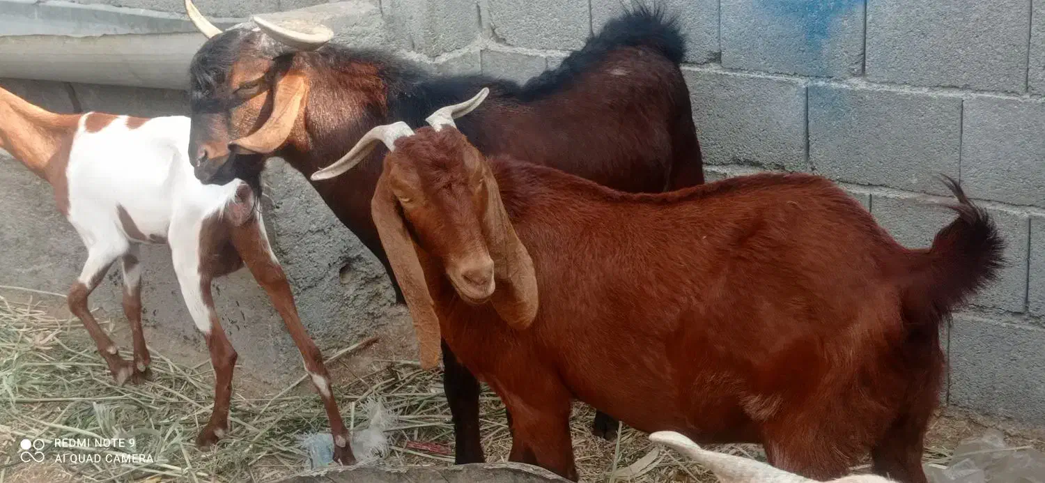 بزوپازن اوسن وبرخورده|حیوانات مزرعه|خورموج, |دیوار