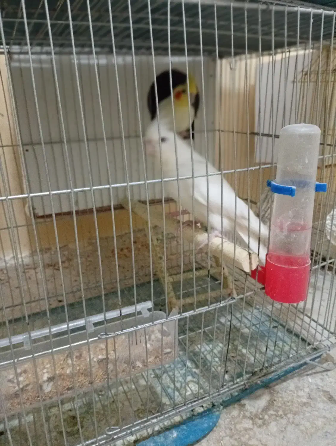 عروس هلندی،گرینچیک،برزیلی،ملنگو،مرغ عشق|پرنده|بندر کنگان, |دیوار