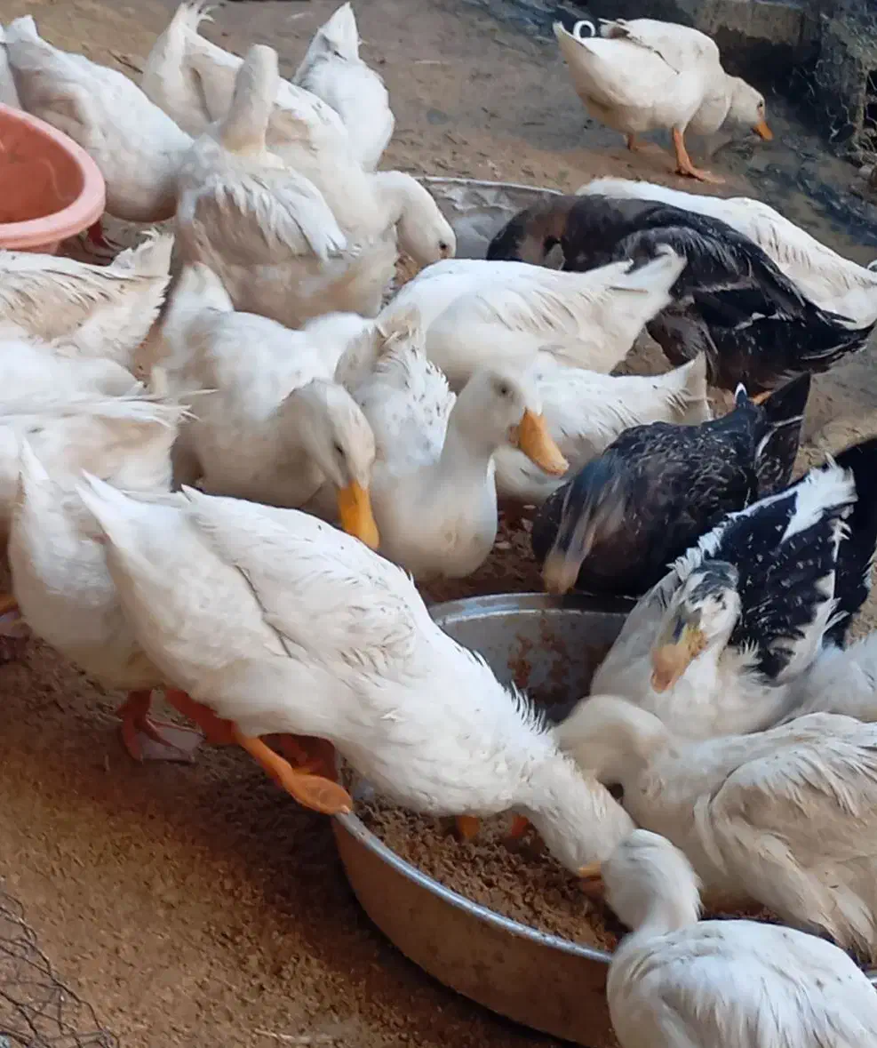 اردک محلی موجود 10الی15عدد|حیوانات مزرعه|حویق, |دیوار