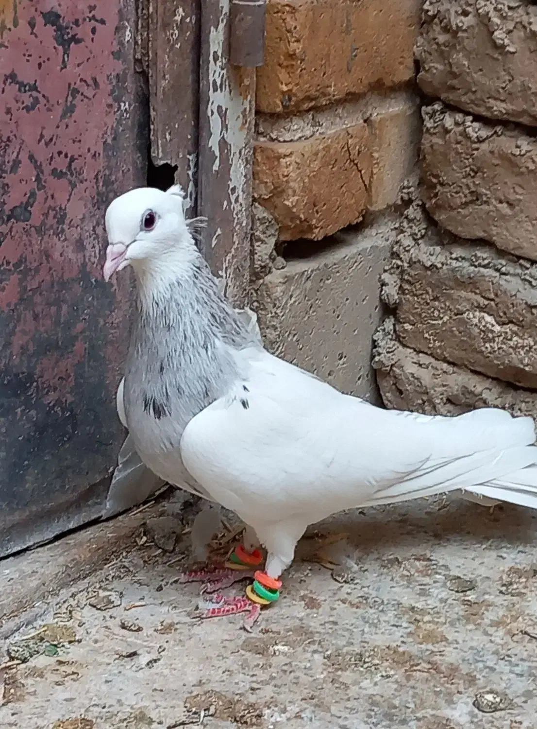 طوقی بید مشکی|پرنده|سنقر, |دیوار