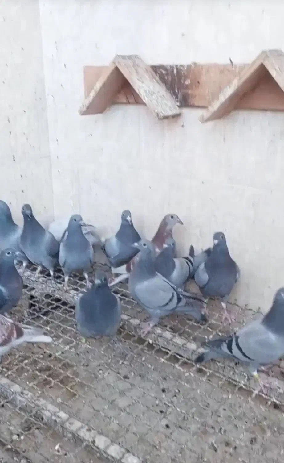 کبوتر|پرنده|اهواز, امانیه|دیوار