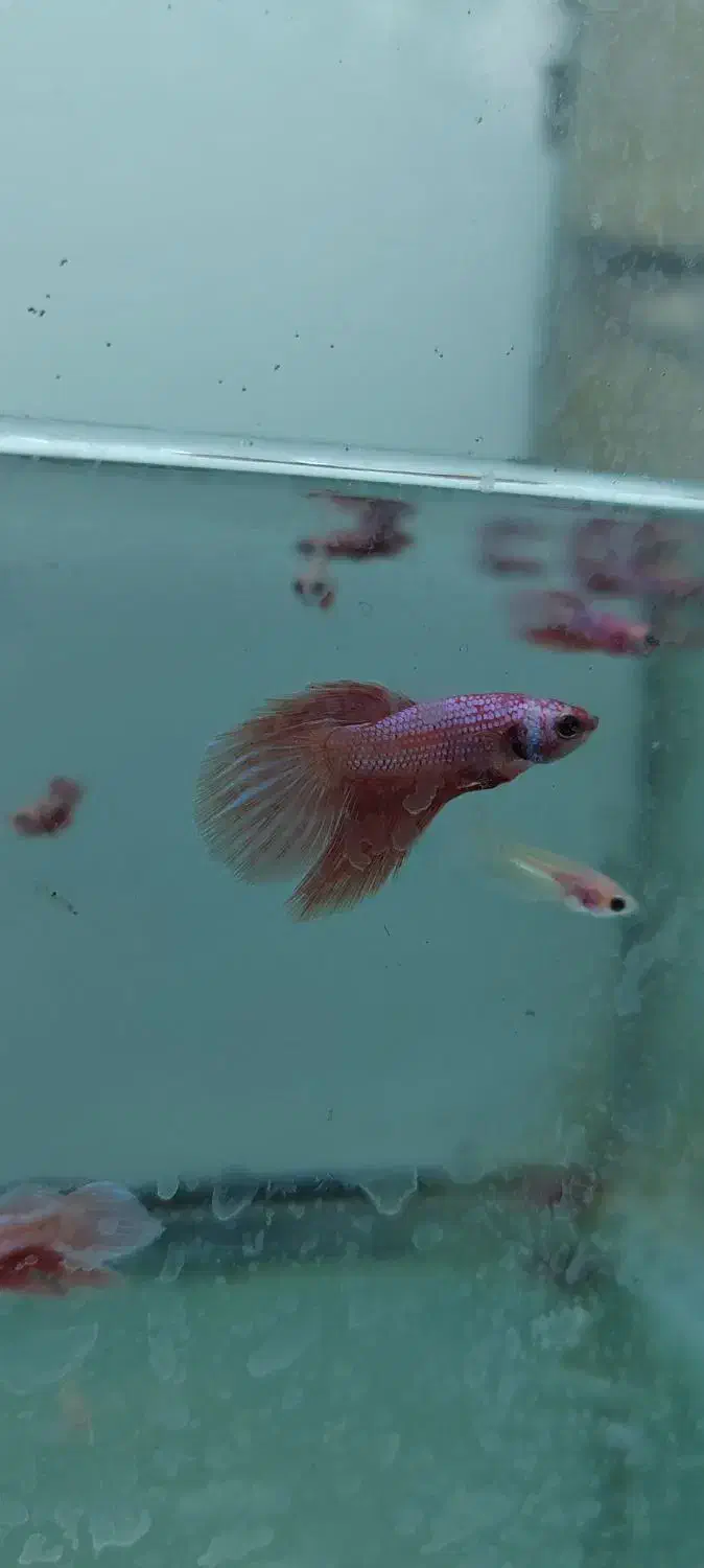 فایتر یک بند موجود شد|ماهی|شیراز, گود عربان|دیوار