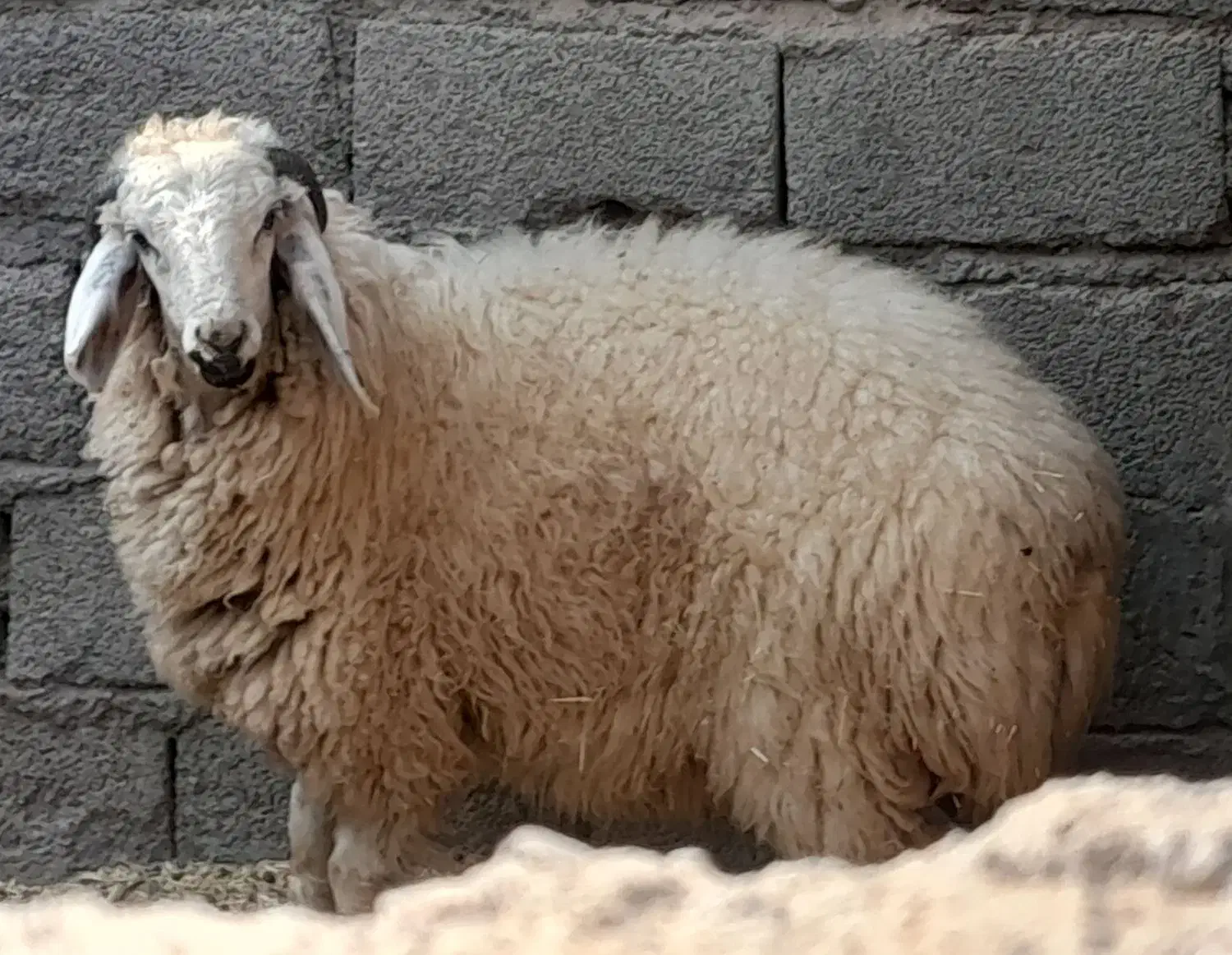 کاوربره ماده وگیسه بسیارچاق وسرحال|حیوانات مزرعه|جیرفت, |دیوار