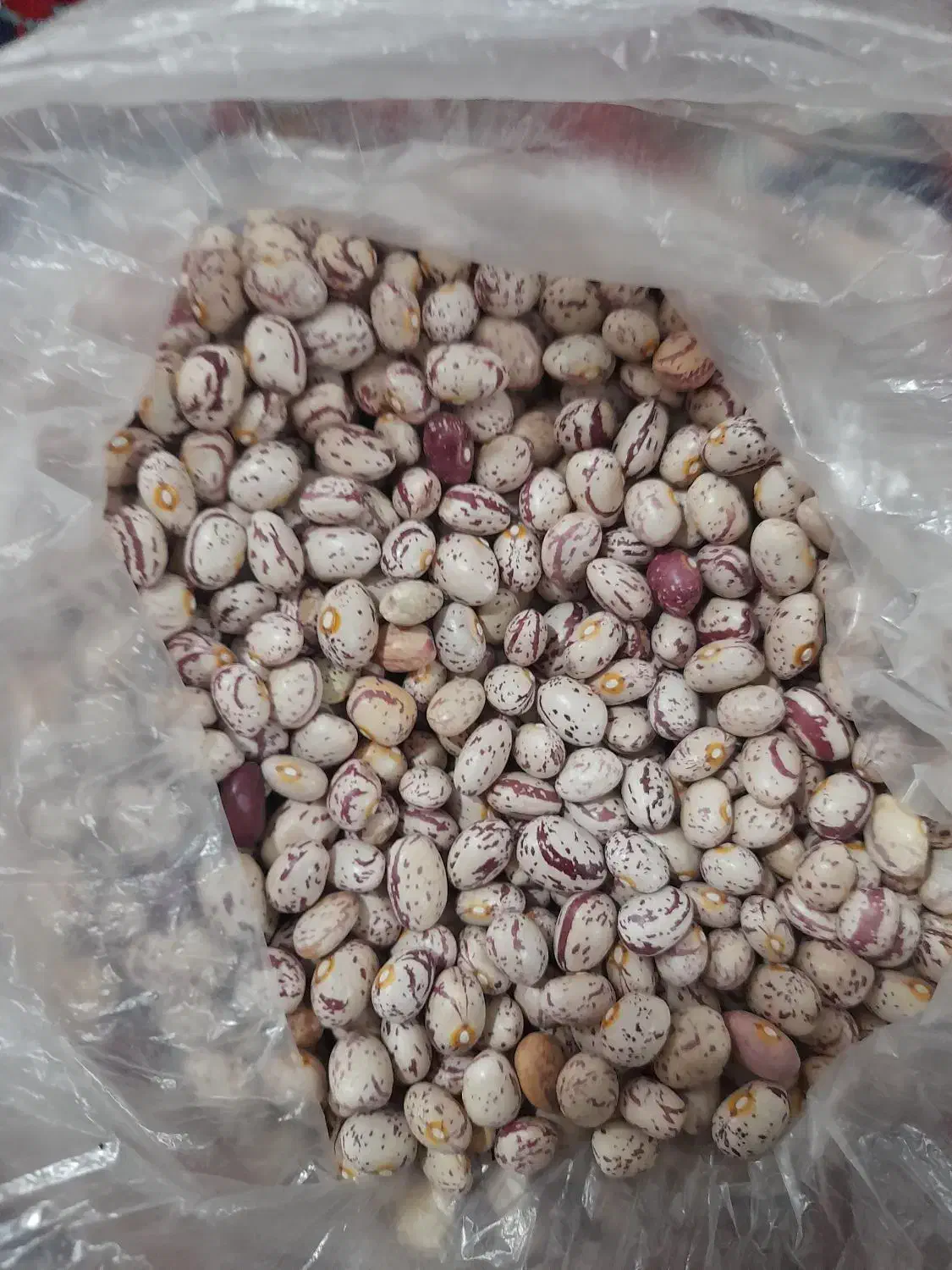 فروش نخود و لوبیا چیتی و لوبیا قرمز و لوبیاکپسولی|خوردنی و آشامیدنی|بندرعباس, |دیوار