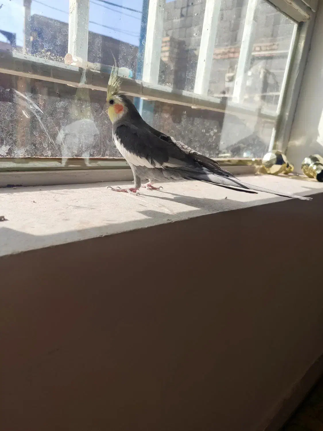 عروس هلندی نر|پرنده|تربت جام, شهید نصرالهی|دیوار