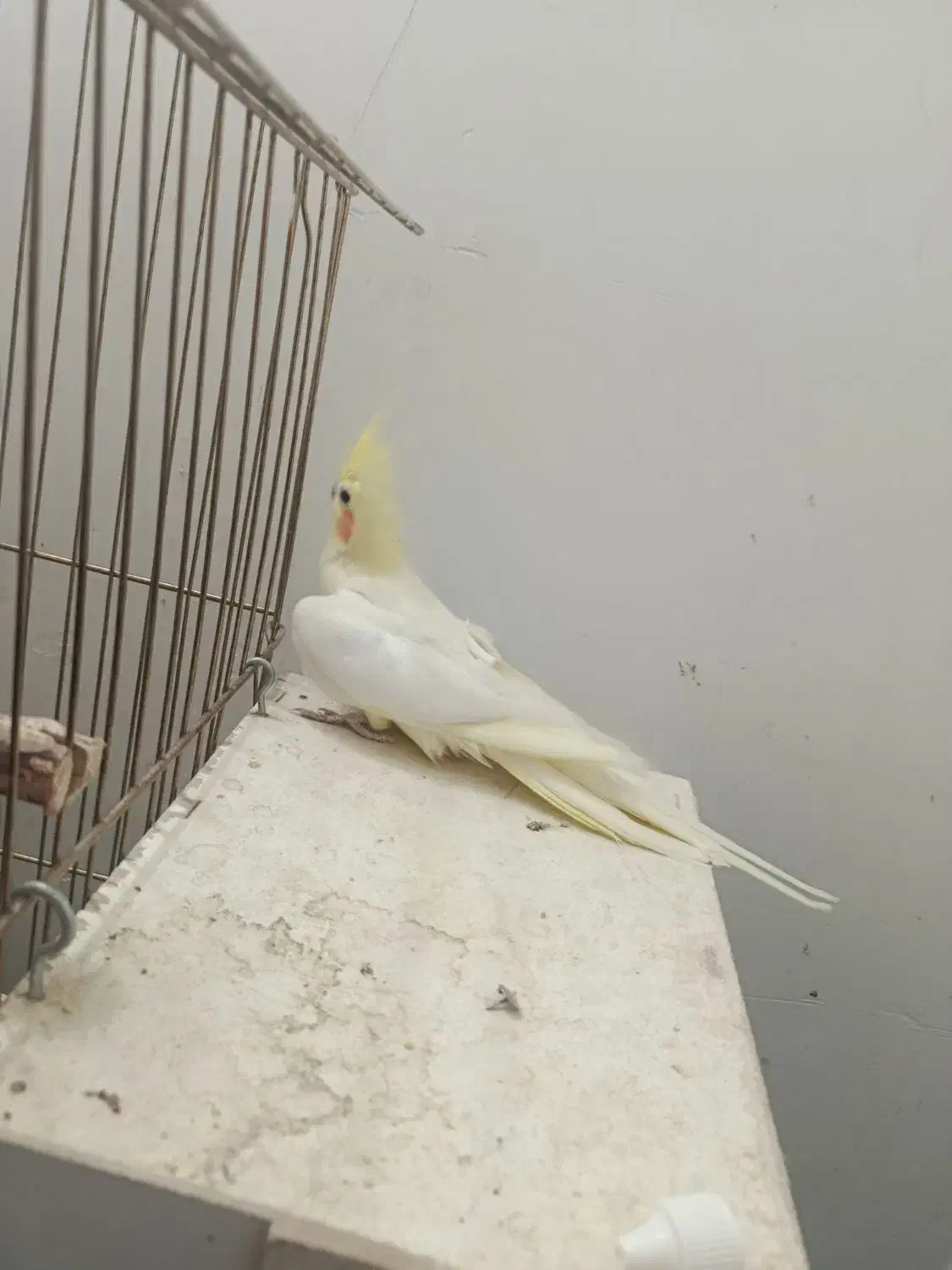 عروس هلندی ماده|پرنده|قم, جمکران|دیوار