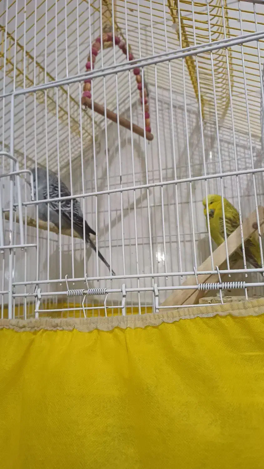 فروش پرنده|پرنده|زیباشهر, |دیوار